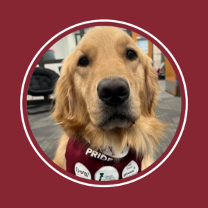 A golden retriever with a red bandana